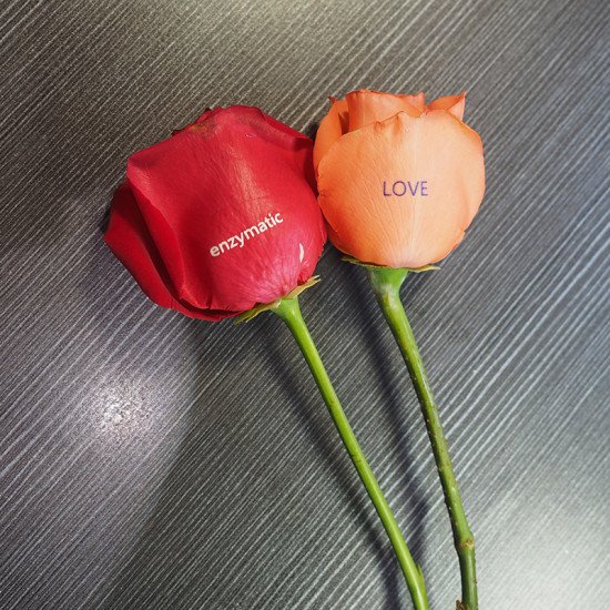 Petal art printing machine printing custom design on fresh rose for hotel event